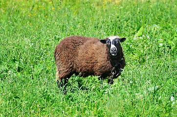 Image showing Sheep grazing in the meadow