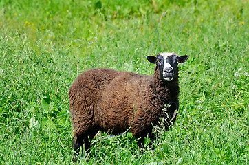 Image showing Sheep grazing in the meadow