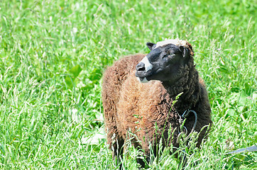 Image showing Sheep grazing in the meadow