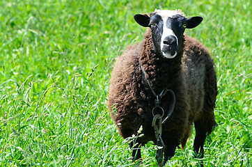 Image showing Sheep grazing in a meadow looking into the camera lens