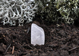 Image showing Rock crystal on forest floor