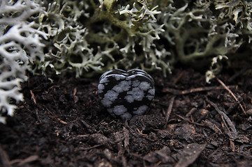 Image showing Snowflake obsidian on forest floor