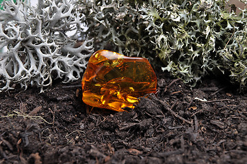 Image showing Amber on forest floor