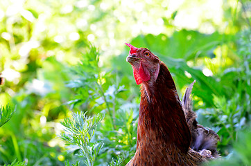 Image showing Portrait of a curious chicken on a grass 