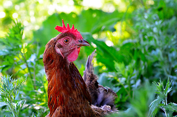 Image showing Portrait of a curious chicken on a grass 