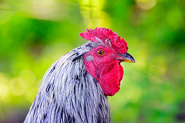 Image showing Portrait of a rooster against a bright bokeh