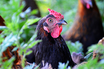 Image showing Portrait chicken grazing in the tall grass