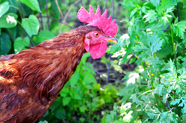 Image showing Portrait of a rooster on grass background