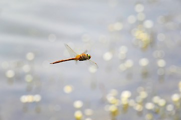Image showing Dragonfly close-up flying over water