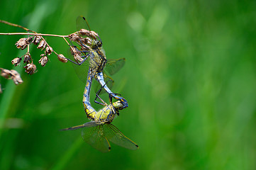 Image showing Two dragonflies mating close-up