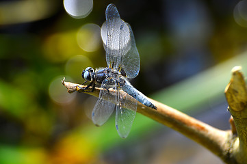Image showing Dragonfly (Libellula depressa) close-up sitting on a branch 