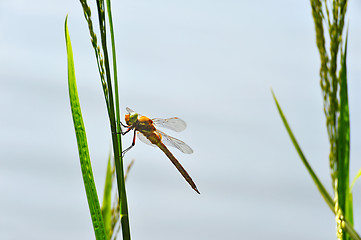 Image showing Dragonfly Sympetrum close-up sitting on the grass