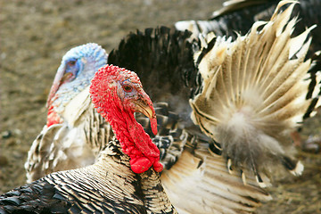 Image showing Turkey close-up