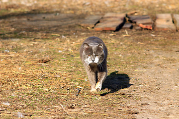 Image showing rural cat going for a walk