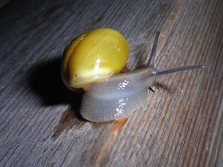 Image showing Snail_2_11.04.2005