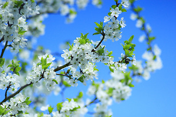 Image showing blossoming tree of plum on background of the blue sky