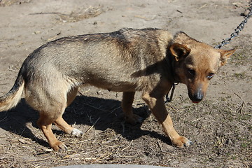 Image showing grey rural dog in collar eating