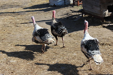 Image showing turkeys running in the village