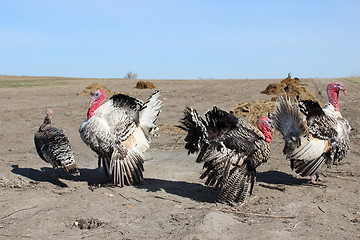 Image showing turkeys running in the village