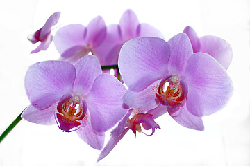 Image showing branch of the blossoming pink orchid isolated