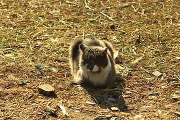 Image showing rural cat sitting on the ground