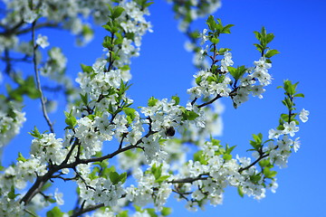 Image showing blossoming spring tree and the blue sky