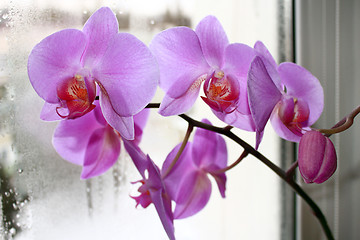 Image showing Fine branch of the blossoming pink orchid