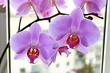 Image showing Fine branch of the blossoming pink orchid