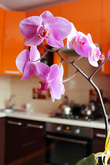 Image showing pink orchids in luxurious kitchen