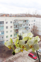 Image showing branch of the blossoming light yellow orchid