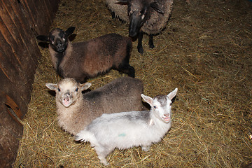 Image showing Sheep in the stall