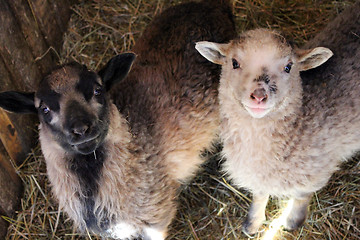 Image showing Sheep in the stall