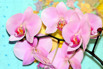 Image showing pink orchid on the background of map