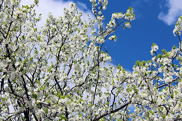 Image showing blossoming spring tree and the blue sky