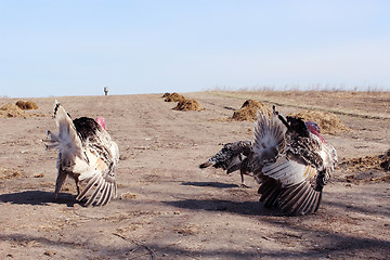 Image showing turkeys running in the village