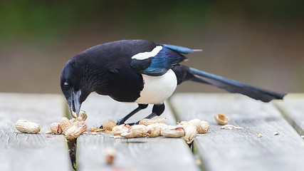 Image showing European Magpie (pica pica)