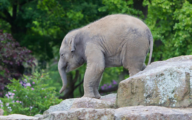 Image showing Happy baby elephant