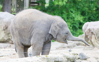 Image showing Baby elephant playing