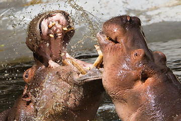 Image showing Two fighting hippos (Hippopotamus amphibius)