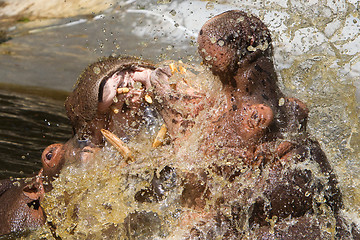 Image showing Two fighting hippos (Hippopotamus amphibius)