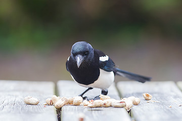 Image showing European Magpie (pica pica)