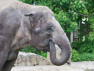 Image showing Closeup of anin a zoo