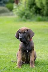 Image showing young puppy of Fila Brasileiro (Brazilian Mastiff)