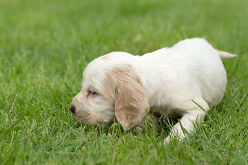 Image showing Looking English Cocker Spaniel puppy