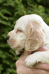 Image showing Looking English Cocker Spaniel puppy