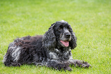 Image showing outdoor portrait of lying english cocker spaniel