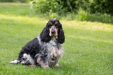 Image showing outdoor portrait of sitting english cocker spaniel