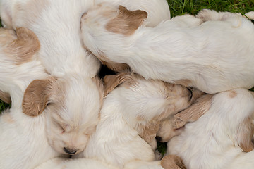 Image showing family of lying English Cocker Spaniel puppy