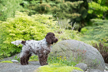 Image showing outdoor portrait of english cocker spaniel