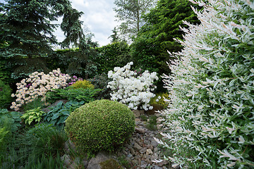 Image showing Beautiful spring garden design with rhododendron